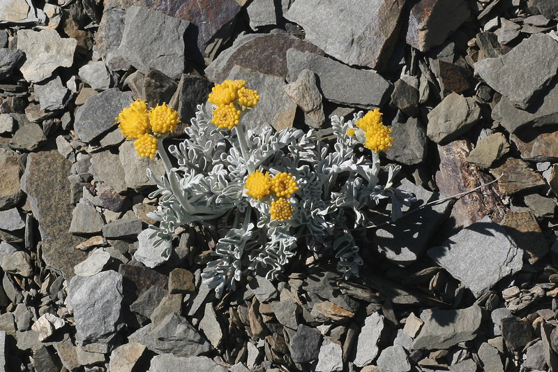 Jacobaea persoonii  ( = Senecio persoonii )/ Senecione di Persoon